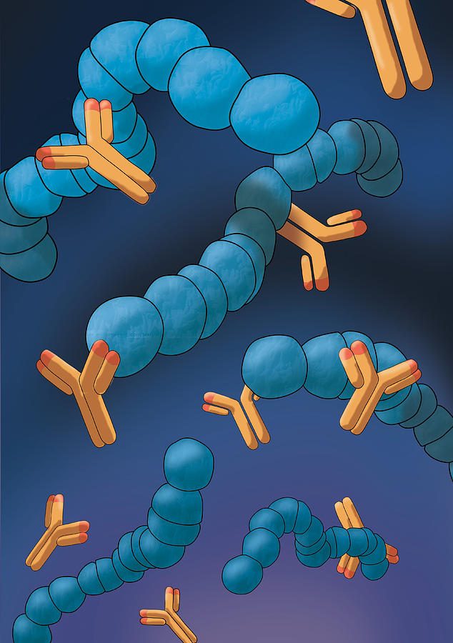 Monoclonal Antibodies, Illustration Photograph by Monica Schroeder