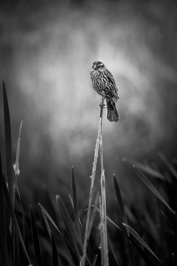 Wildlife Photograph - Monologue #1 by Alex Zhao