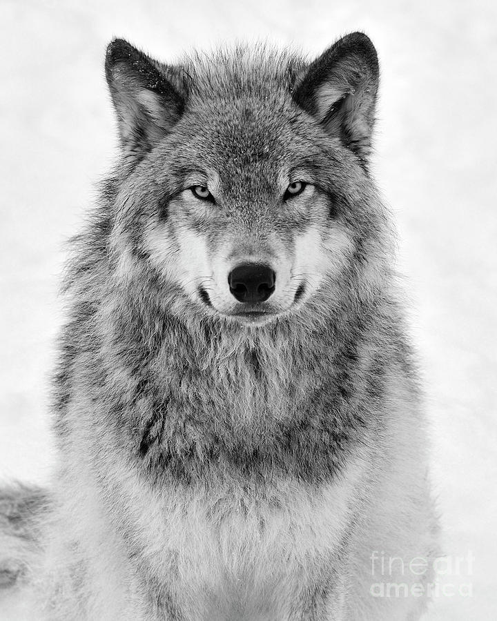 Monotone Timber Wolf #1 Photograph by Tony Beck