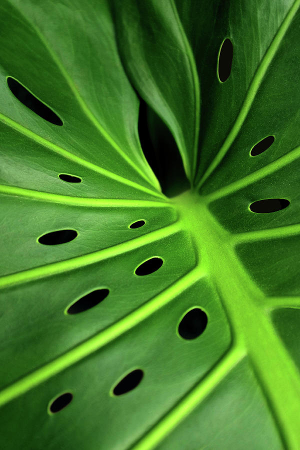 Monstera leaf #1 Photograph by Carlos Caetano