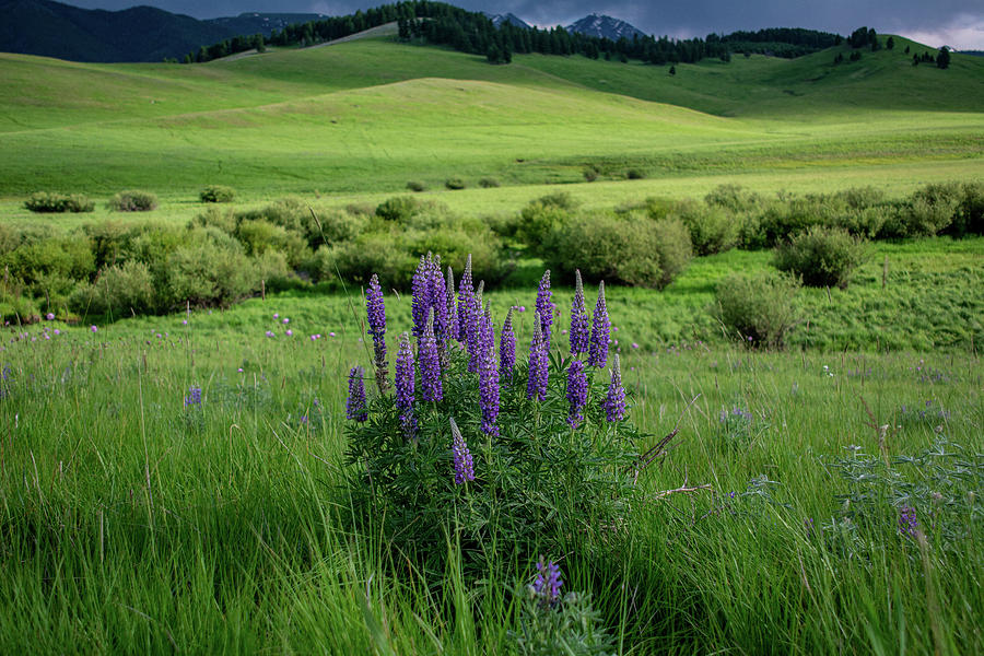 Montana Lupines #3 Photograph by Douglas Wielfaert