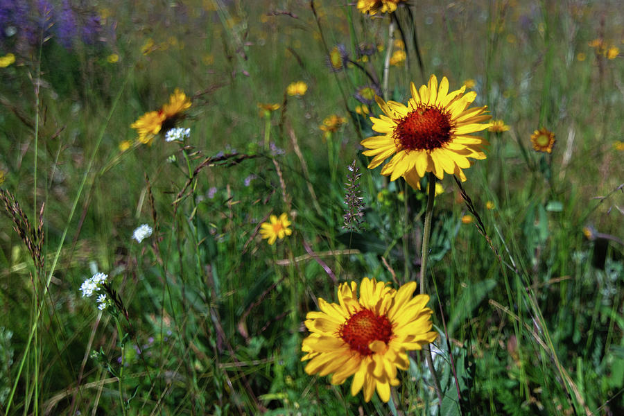 Montana Wildflowers #1 Photograph by Douglas Wielfaert