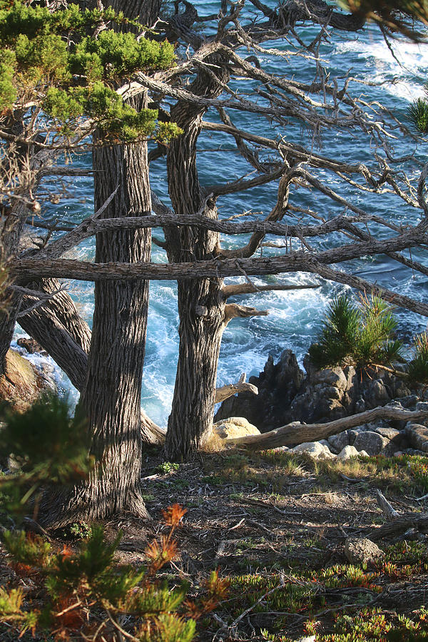 Monterey Cypress Trees #2 Photograph by Art Block Collections
