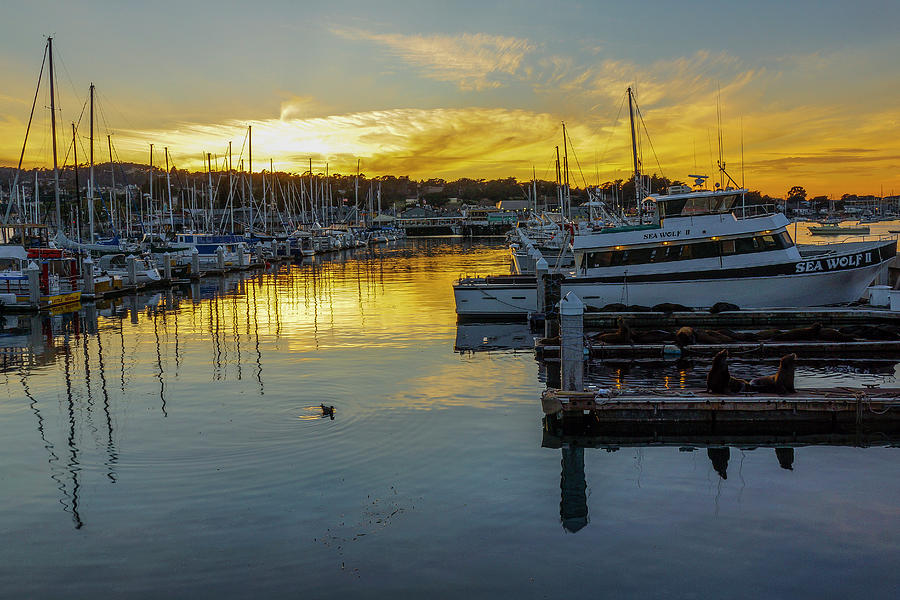 Monterey Municipal Marina Sunset Photograph by Donald Pash