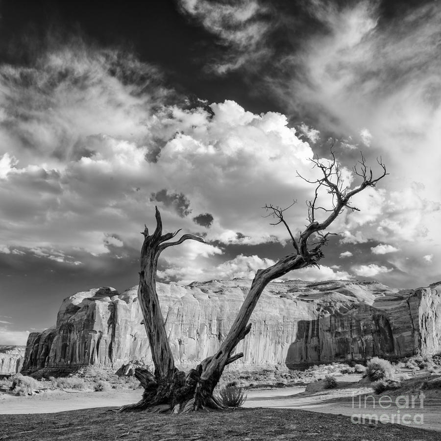 Adams Photograph - Monument Valley Juniper Tree And Mesa by Silvio Ligutti