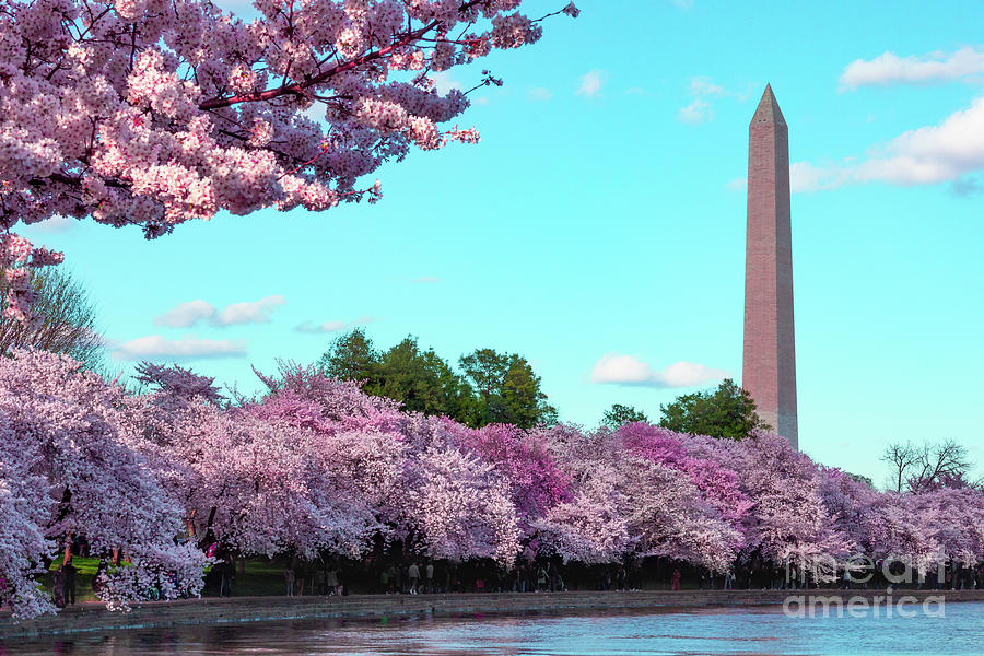 Washington D.c. Photograph - Monumental Cherry Blossoms  by Mikes Fabulous Photography