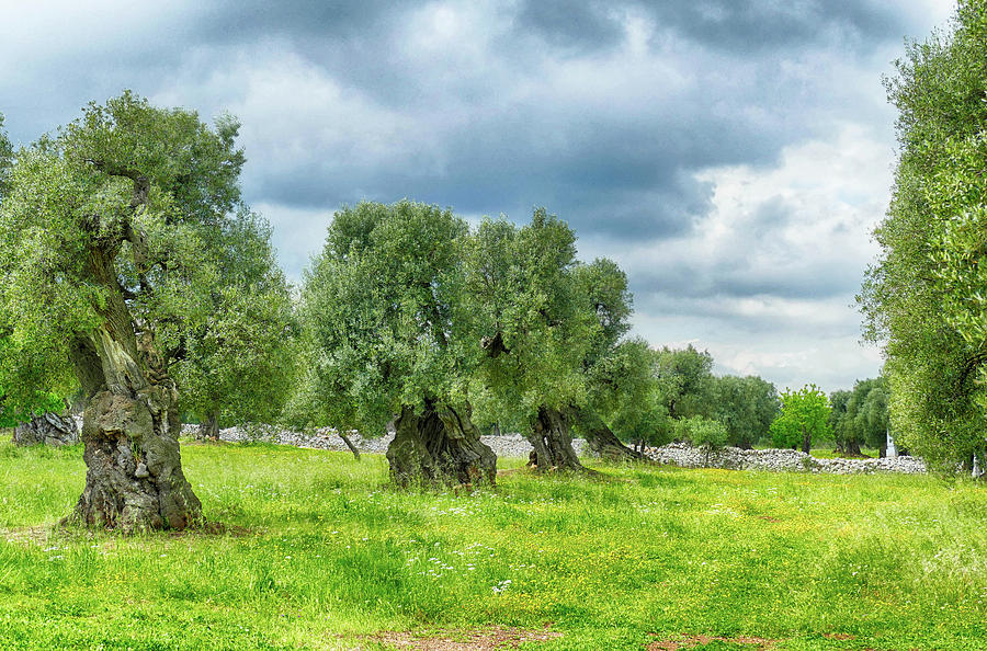 Monumental olive trees, some 2000 years old, #1 Photograph by Steve Estvanik