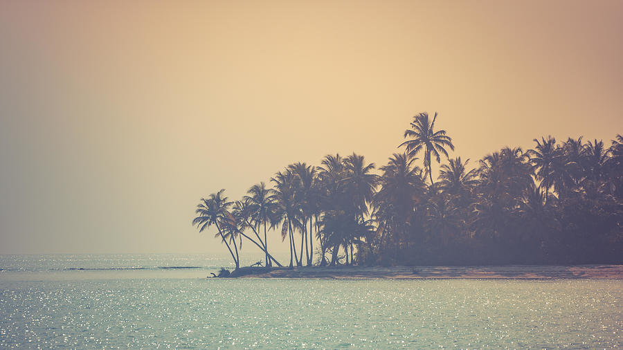 Tree Photograph - Moody Topical Beach Background, Palm #1 by Levente Bodo