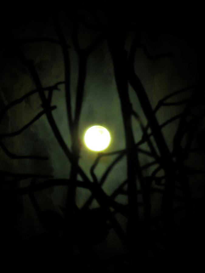 Moon Glow #1 Photograph by Linda Stern
