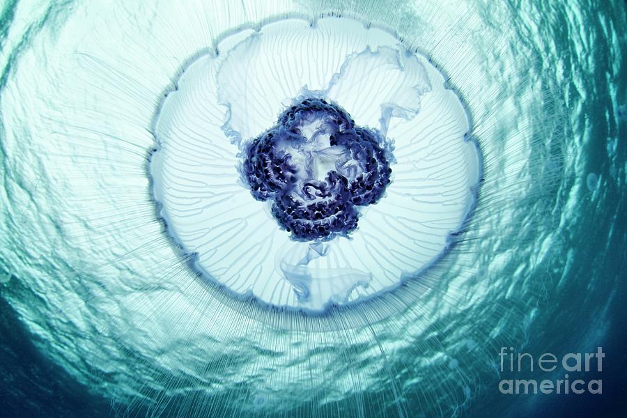 Nature Photograph - Moon Jellyfish #1 by Alexander Semenov/science Photo Library