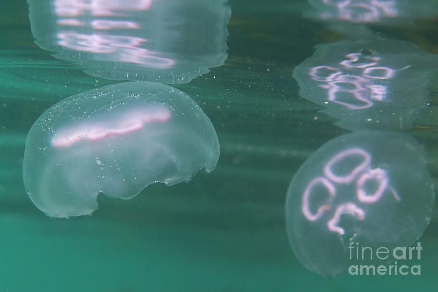 Wildlife Photograph - Moon Jellyfish #1 by Andy Davies/science Photo Library