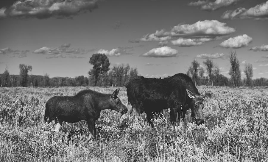 Moose And Calf #1 Photograph by Mountain Dreams