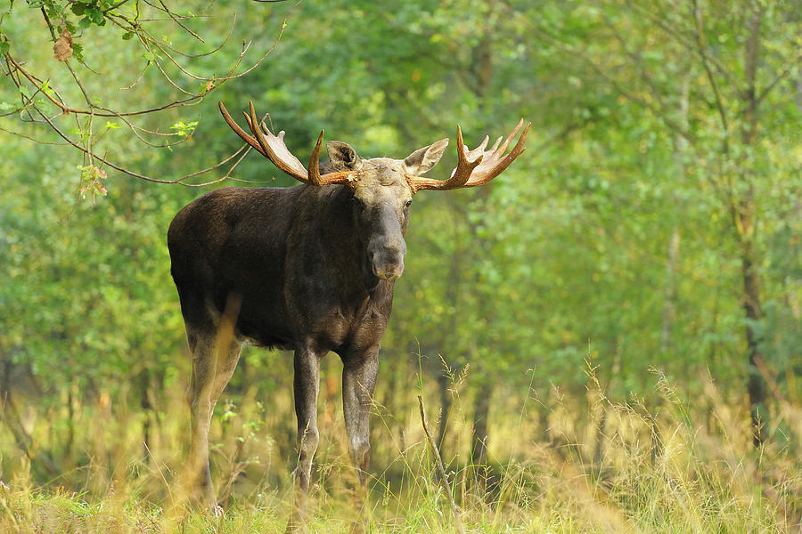 Moose Bull Photograph by Raimund Linke