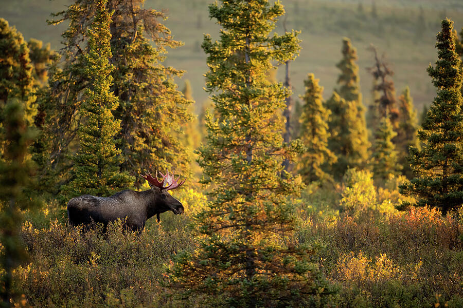 Moose Bull, Walking In Forest Clearing, Denali National #1 Photograph by Danny Green / Naturepl.com