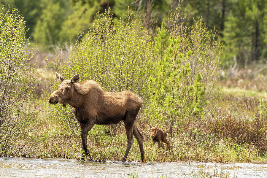 Moose Cow with Calf #1 Photograph by Brenda Jacobs