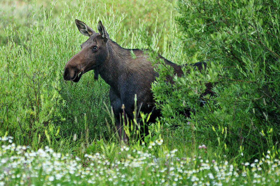 Moose #1 Digital Art by Heeb Photos