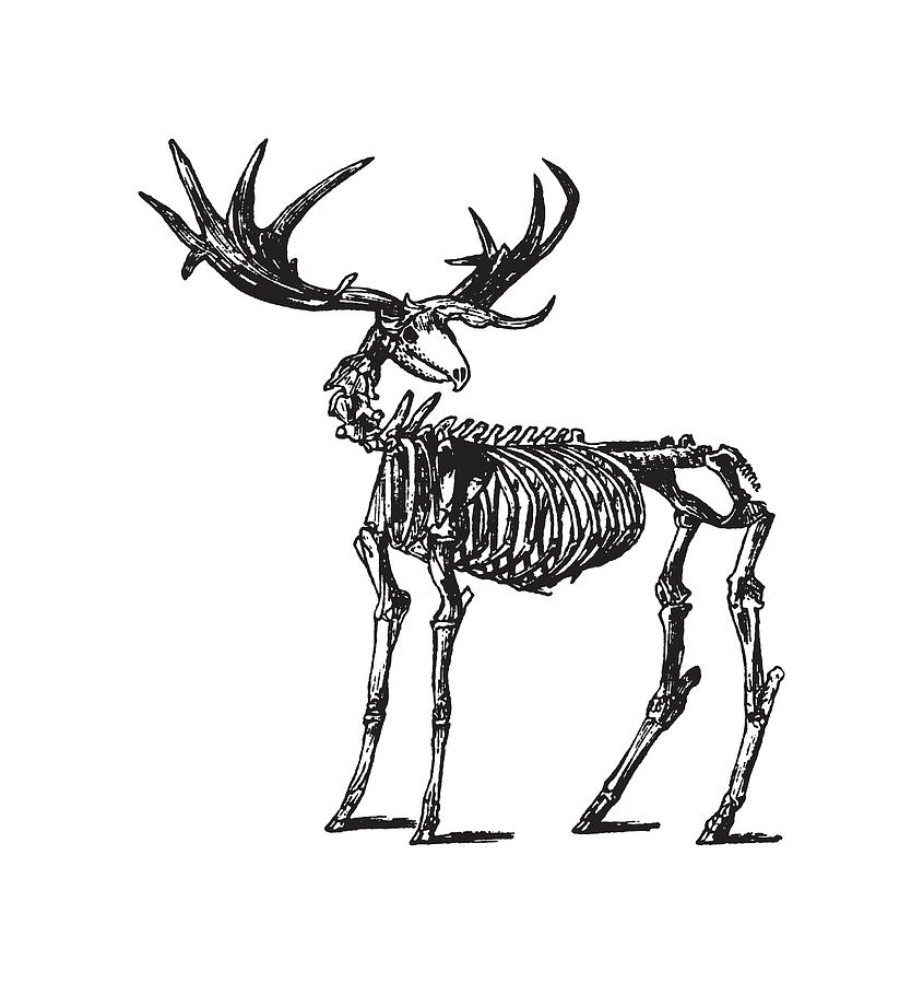moose skeleton anatomy