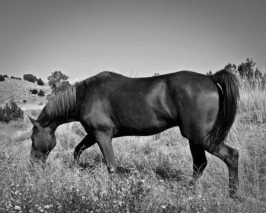 Morgan 2 #1 Photograph by Catherine Sobredo Morgan 2 #1 Photograph by Catherine Sobredo