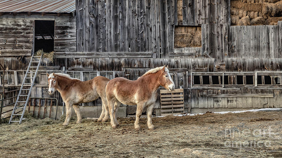 Belgian Draft Work Horses Pomfret Vermont Photograph by Edward Fielding