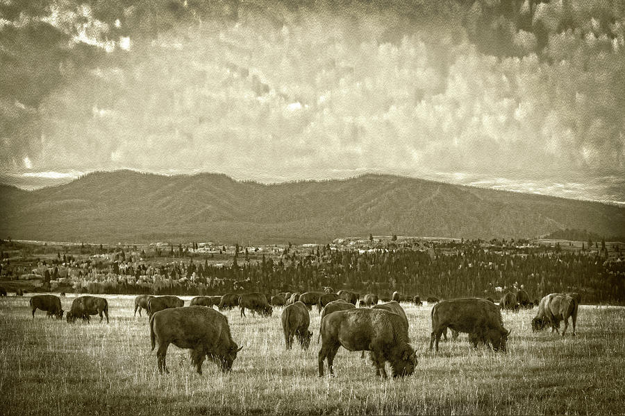 Morning Bison Grazing Two Versions #1 Photograph by Angelo Marcialis