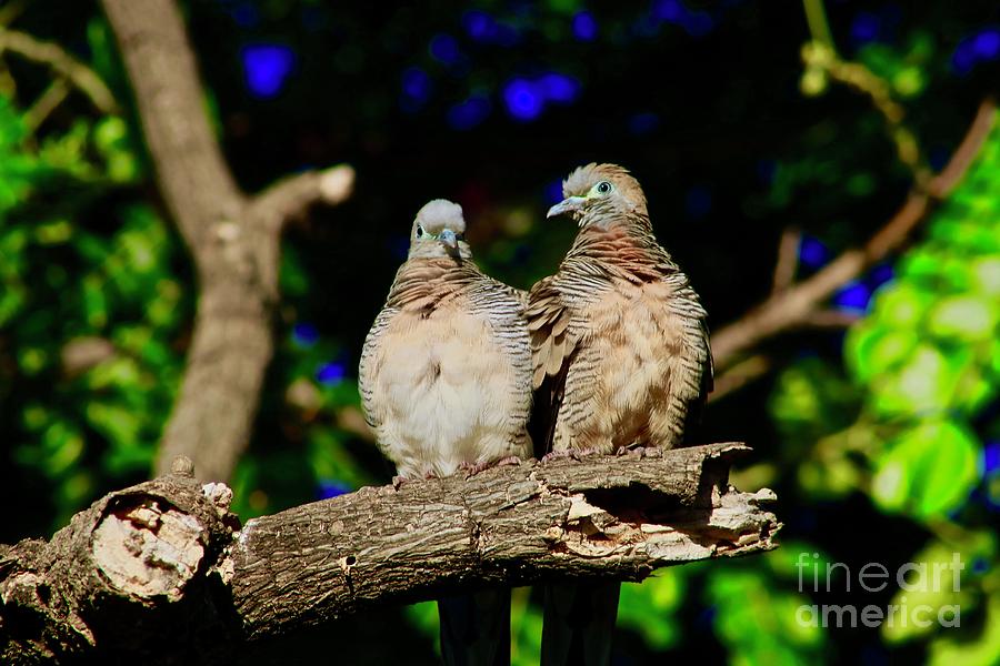 Morning Doves #1 Photograph by Craig Wood