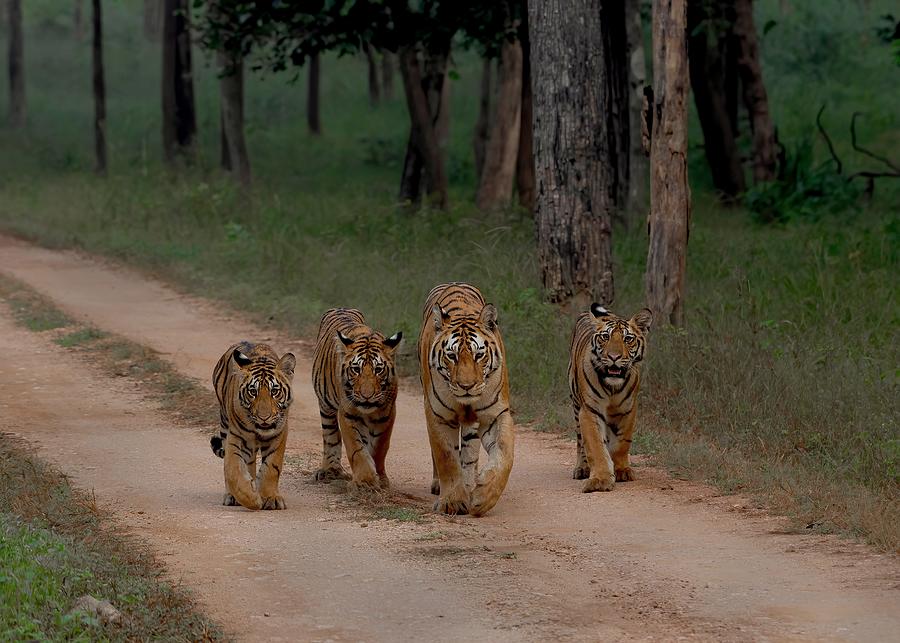 Morning Walk With Mom #1 Photograph by Sunil Manikkath