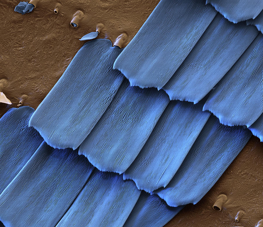 Morpho Butterfly Scales, Sem #1 Photograph by Eye Of Science