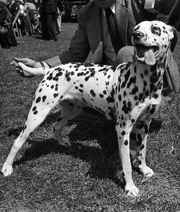 Black And White Photograph - Morris And Essex Dog Show #1 by Alfred Eisenstaedt