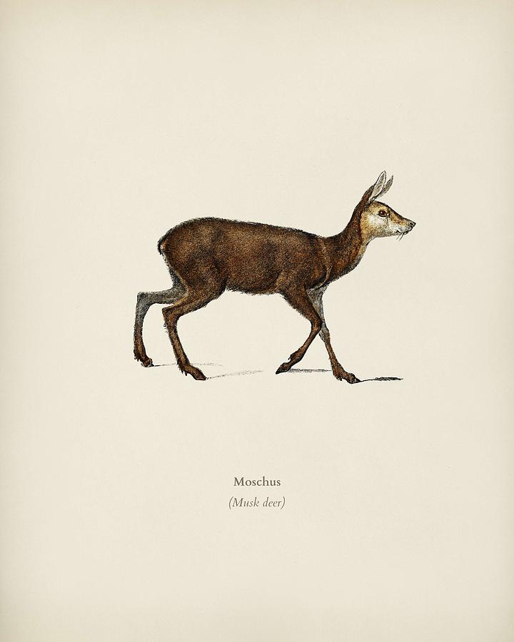 Moschus Illustrated By Charles Dessalines D  Orbigny  1806 1876 Painting