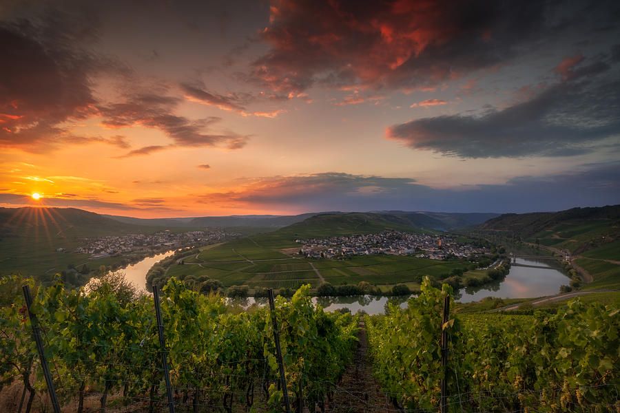 Grape Photograph - Moselle Intoxication #1 by Ludwig Riml