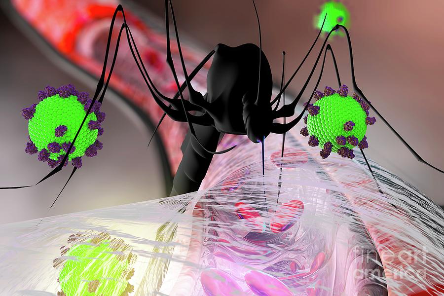 Mosquito Disease Transmission Photograph by Ella Maru Studio / Science ...