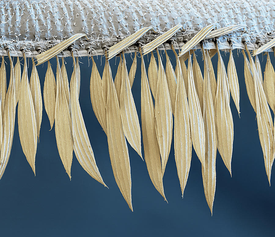 Mosquito Wing Scales, Sem #1 Photograph by Oliver Meckes EYE OF SCIENCE