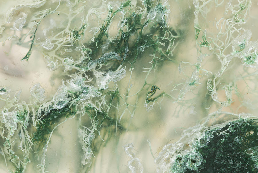 Moss Agate Moss, Closeup #1 Photograph by Mark Windom