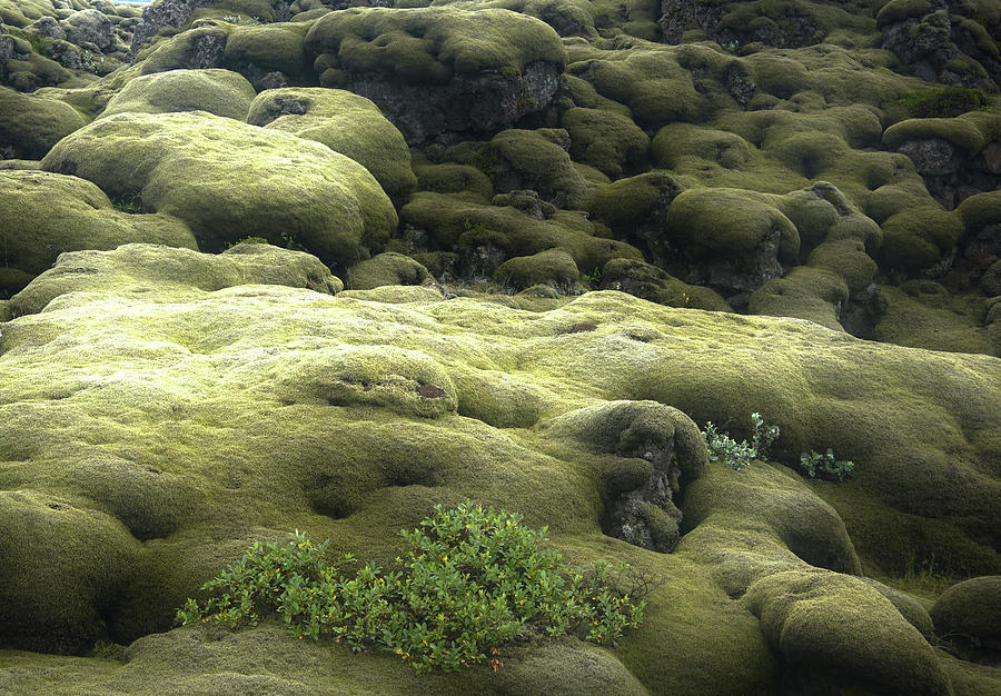 Moss-covered Lava Field Eldhraun, South Iceland, Iceland, Europe #1 Photograph by Sonia Aumiller
