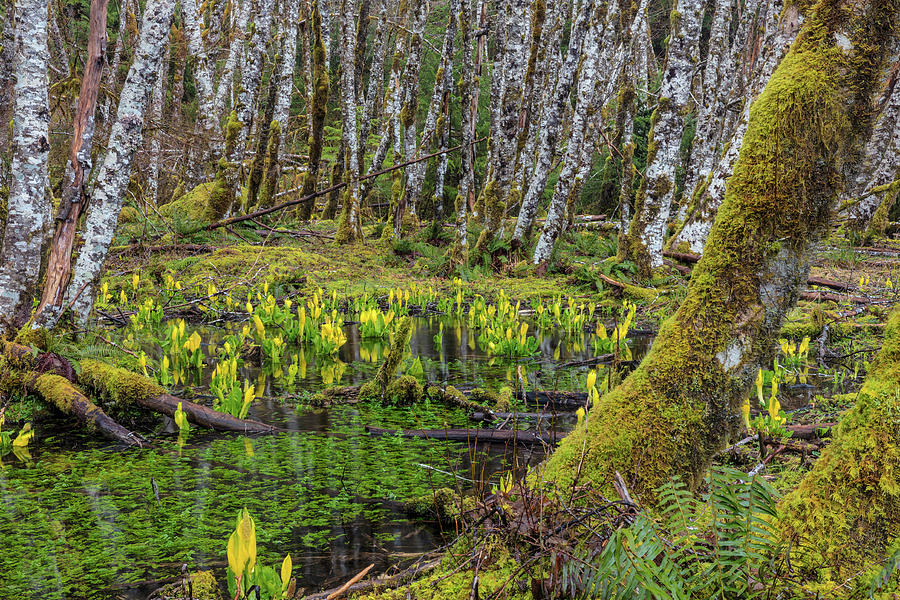 Mossy Lush Forest Along The Maple Glade Photograph by 