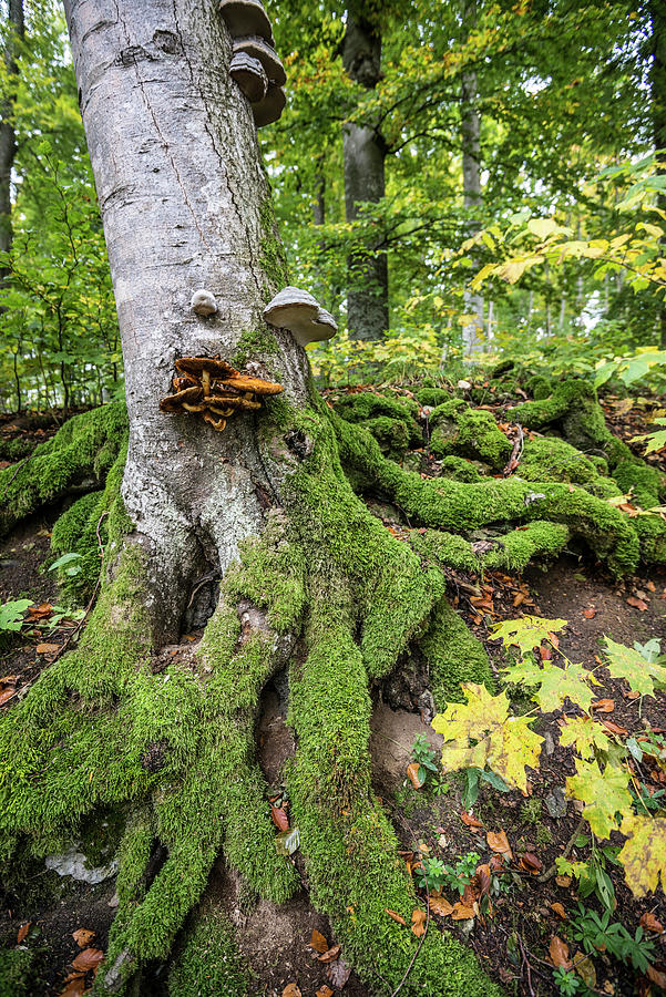 Mossy Tree Trunk, Sycamore Or Sycamore Maple acer Pseudoplatanus, Berchtesgaden National Park, Berchtesgadener Land District, Upper Bavaria, Bavaria, Germany #1 Photograph by Daniel Schoenen Fotografie