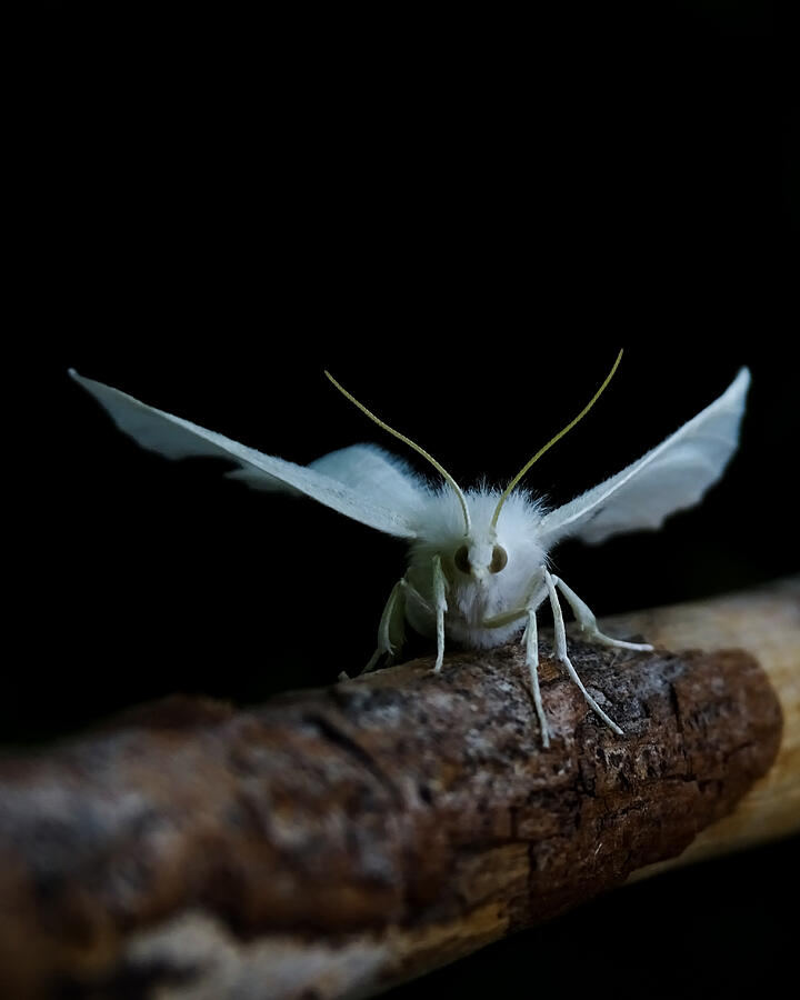 Nature Photograph - Moth #1 by Ivan Lesica