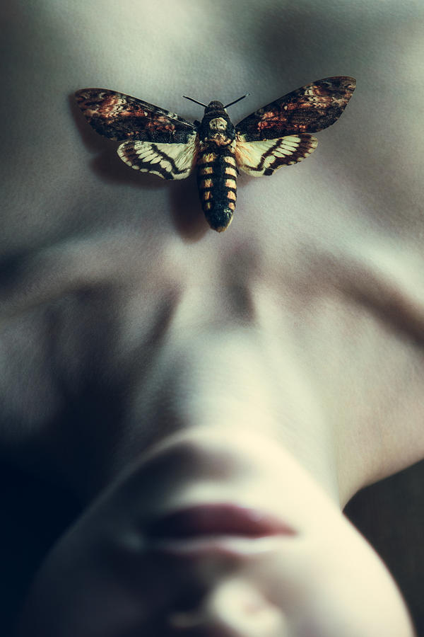 Still Life Photograph - Moth #1 by Magdalena Russocka