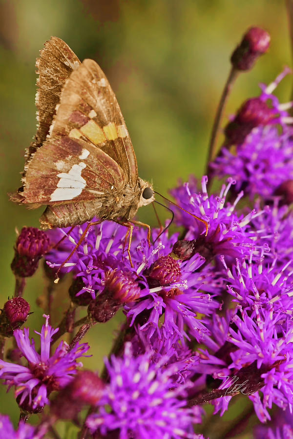 Moth On Purple Flowers #1 Photograph by Meta Gatschenberger