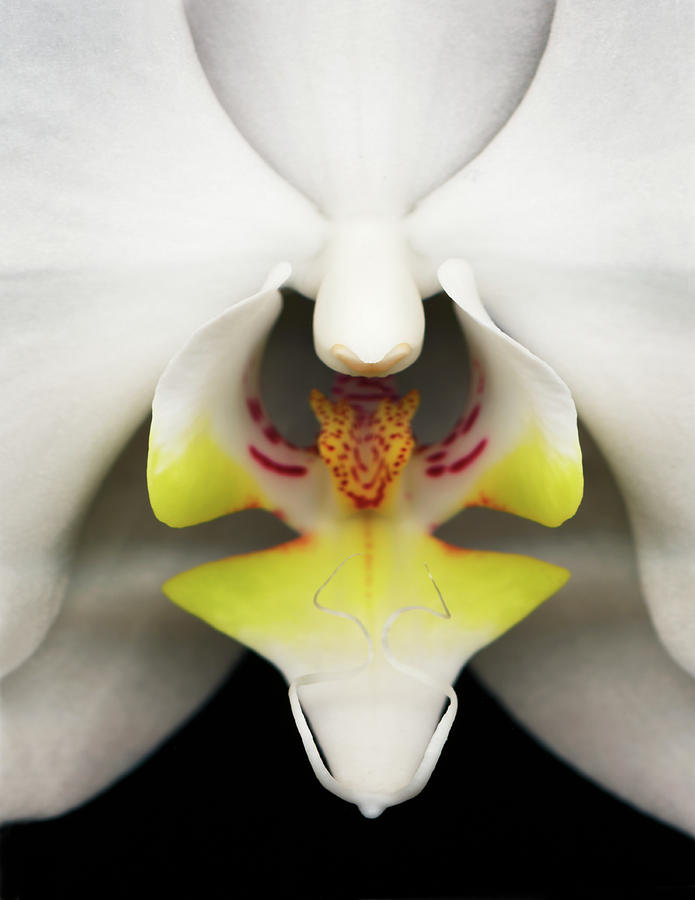 Moth Orchid Hybrid Against Black #1 Photograph by Mike Hill
