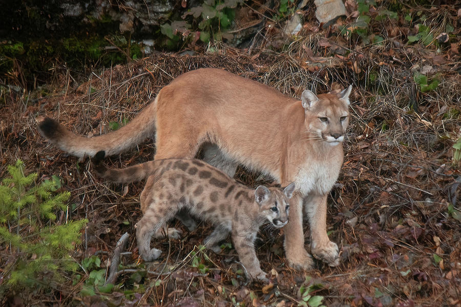 Mother and Child - Mountain Lion Photograph by Teresa Wilson