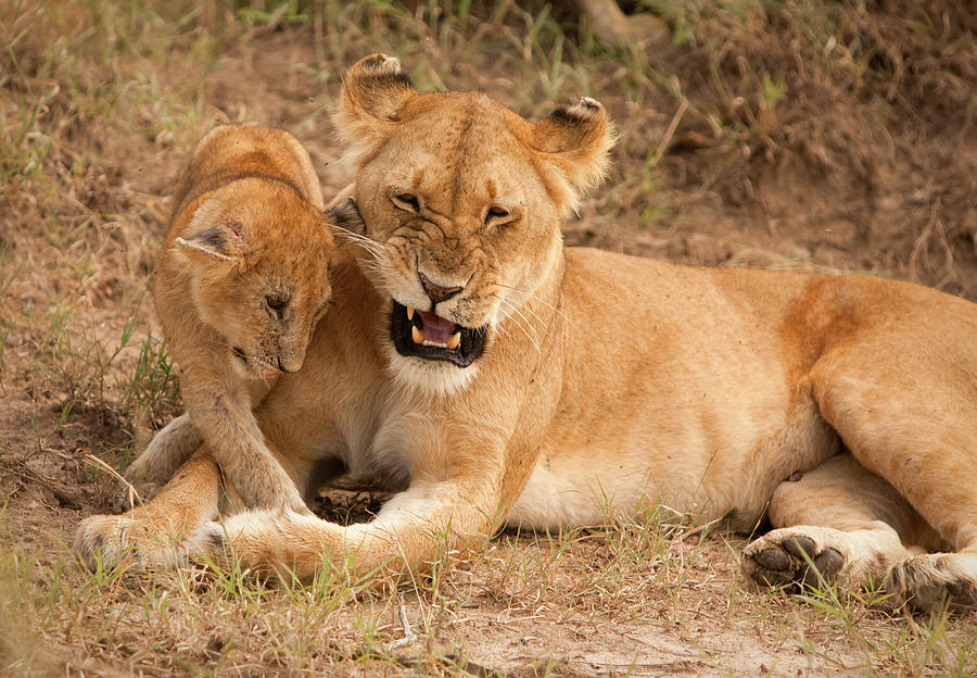Mother Lion Plays With Her Cub On Masai #1 Photograph by Carl D. Walsh