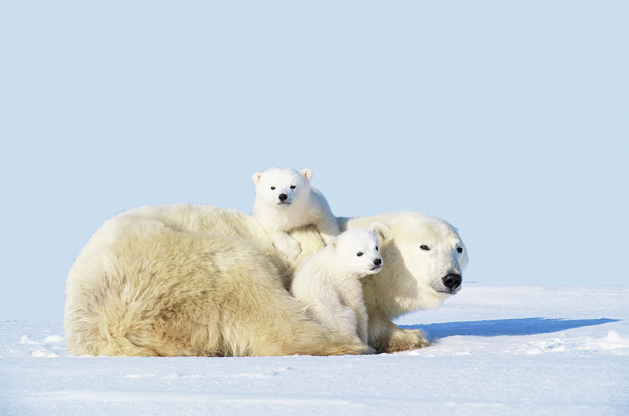 Mother Polar Bear With Cubs, Canada #1 Photograph by Art Wolfe