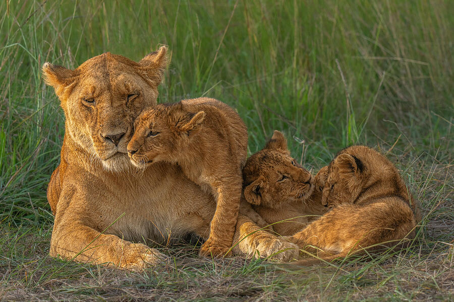 Wildlife Photograph - Mother\s Love #1 by Yogesh Bhatia