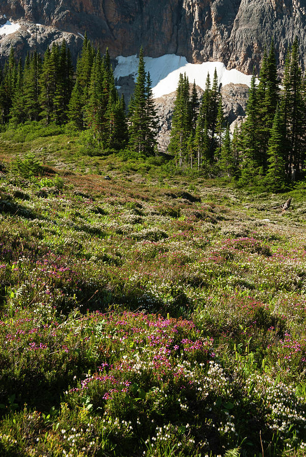 Mount Edith Cavell, Wildflowers #1 Photograph by John Elk Iii