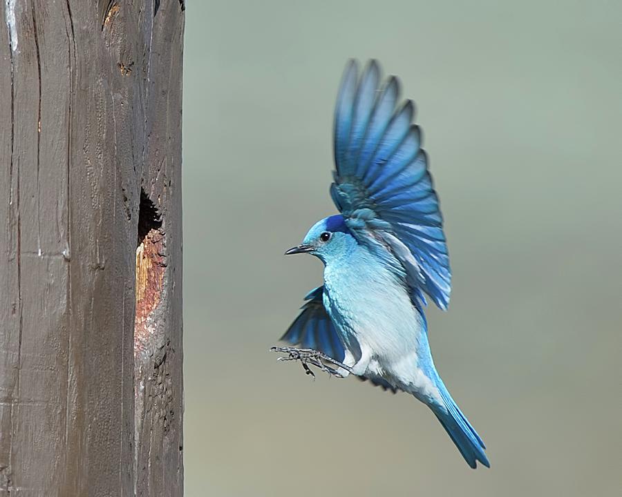 Mountain Bluebird #1 Photograph by Cr Courson