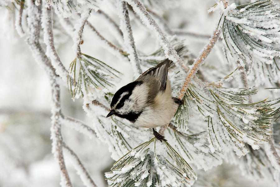 Mountain Chickadee Photograph by James Zipp | Fine Art America