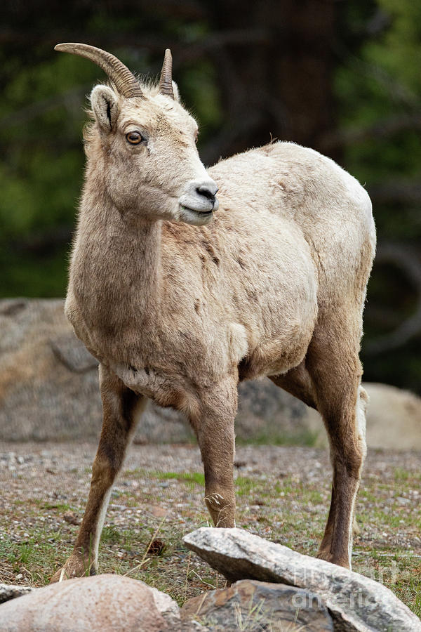 Mountain Goat #1 Photograph by Bret Barton
