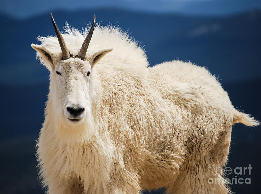 Wildlife Photograph - Mountain goat #2 by Steven Liveoak