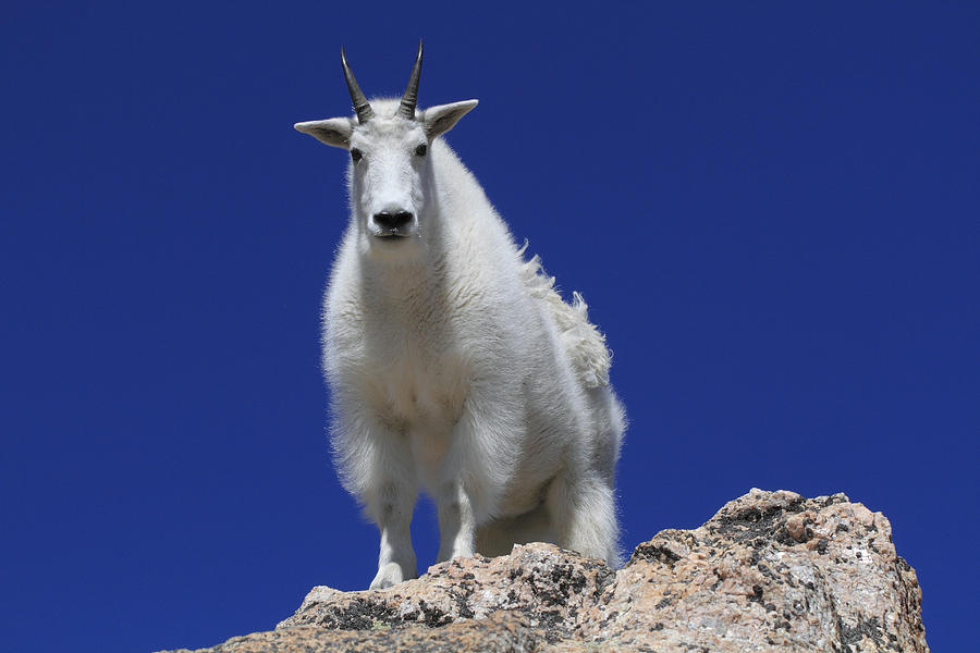 Mountain Goat Oreamnos Americanus #1 Photograph by John Kieffer